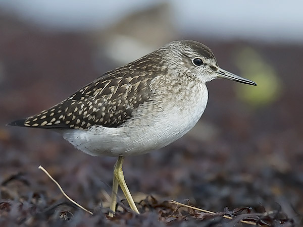 Liro, Wood Sandpiper, Tringa glareola
